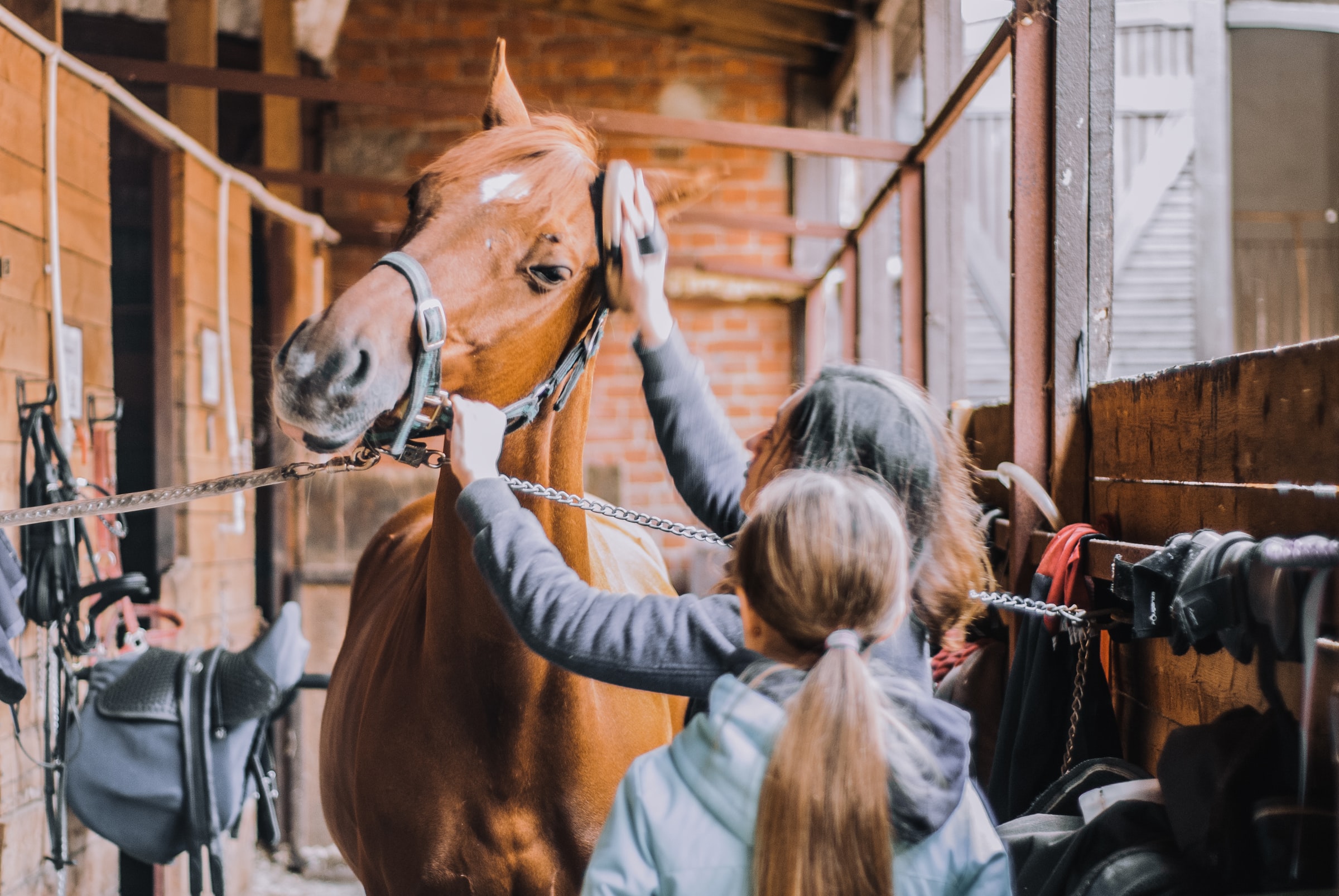 Two women grooming a horse in a stable