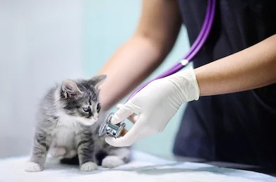 Cat in vet